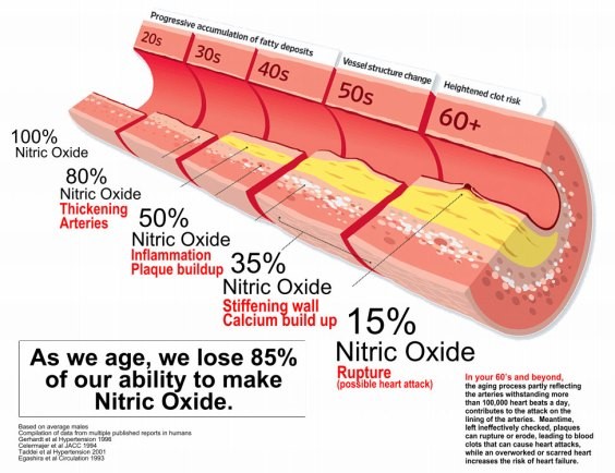 Nitric Oxide Testing Blood Vessel